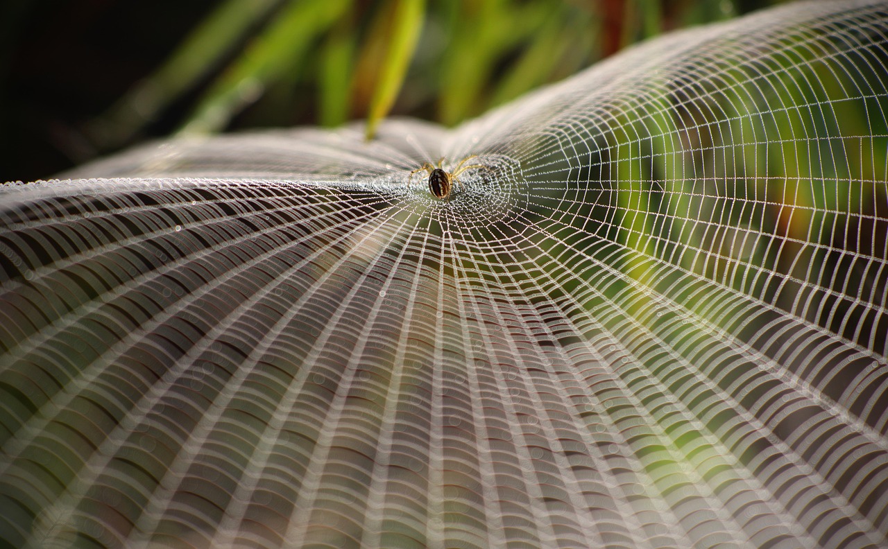 spider and web by Terse https://pixabay.com/photos/spider-arachnid-spider-web-cobweb-7023630/